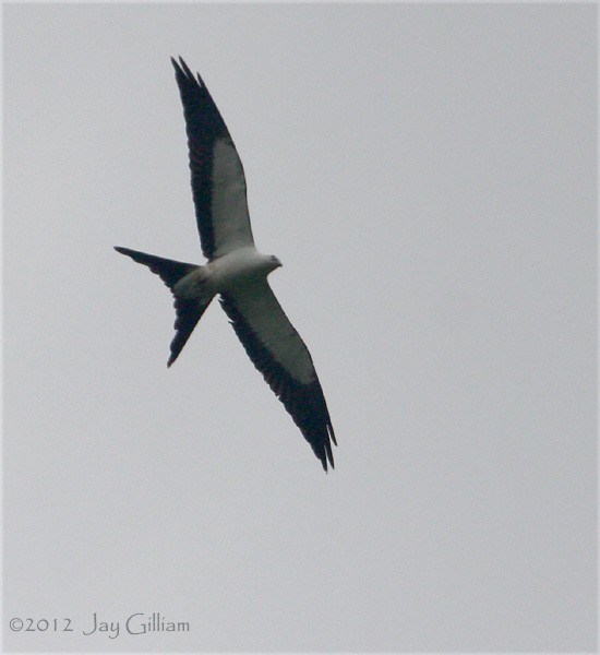 Swallow-tailed Kite - Jay Gilliam