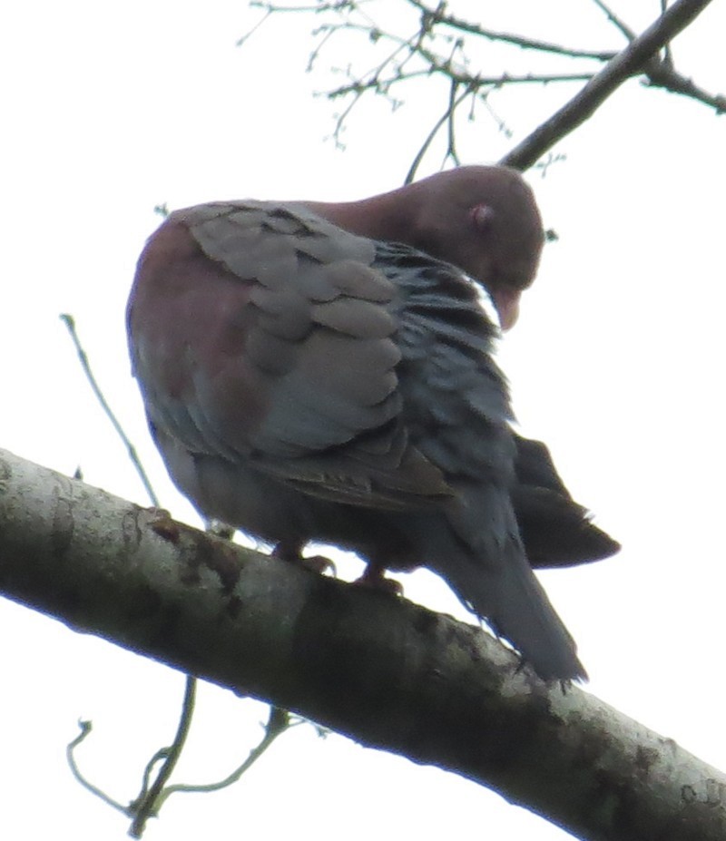 Red-billed Pigeon - Mary Beth Stowe