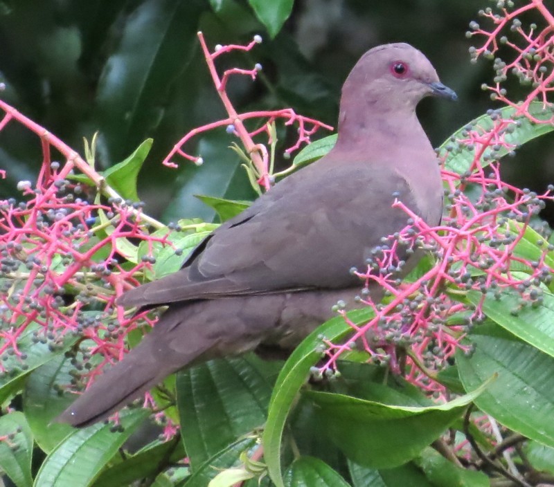 Short-billed Pigeon - Mary Beth Stowe