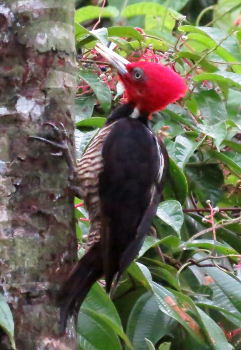 Pale-billed Woodpecker - Mary Beth Stowe