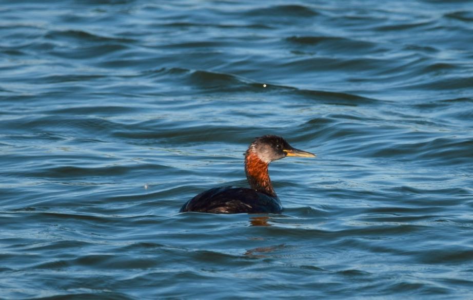 Red-necked Grebe - ML108303631