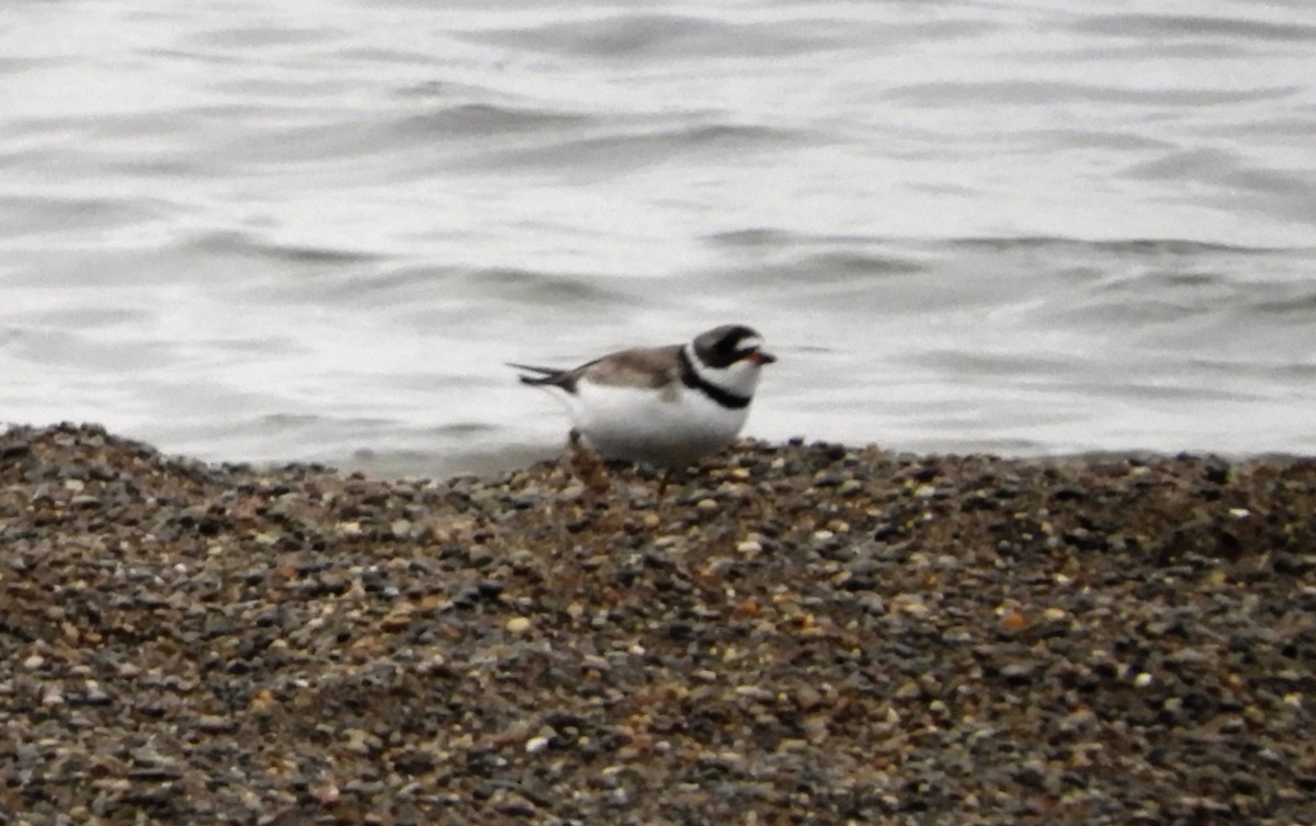 Semipalmated Plover - ML108309831