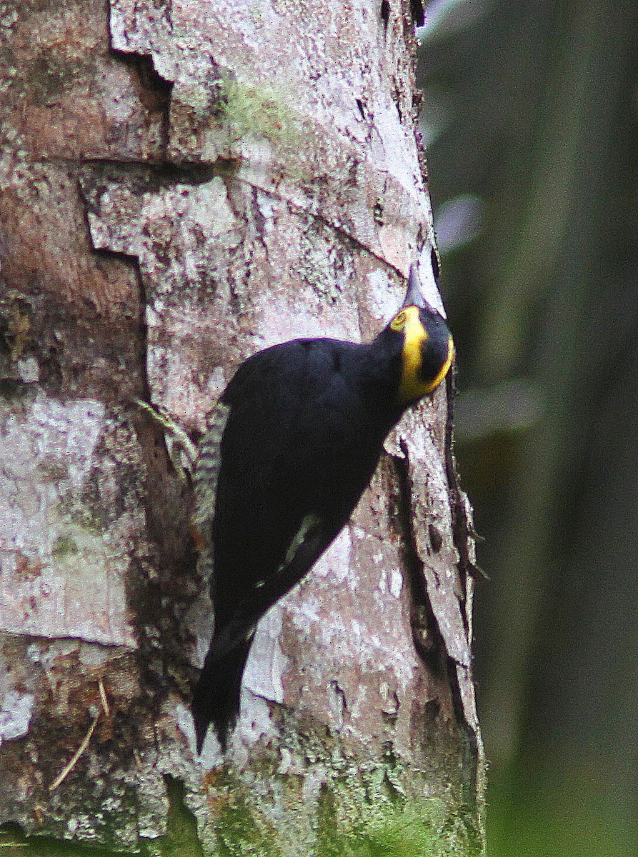 Yellow-tufted Woodpecker - ML108309851