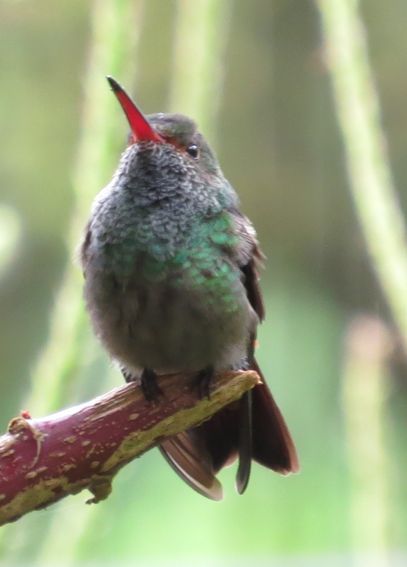Rufous-tailed Hummingbird - Mary Beth Stowe