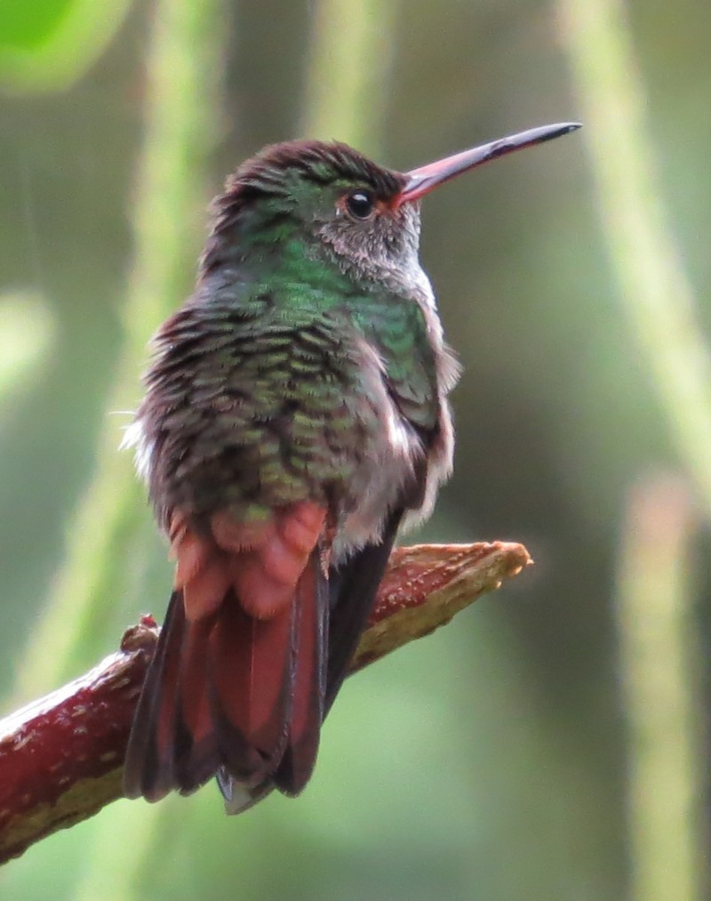 Rufous-tailed Hummingbird - ML108311511