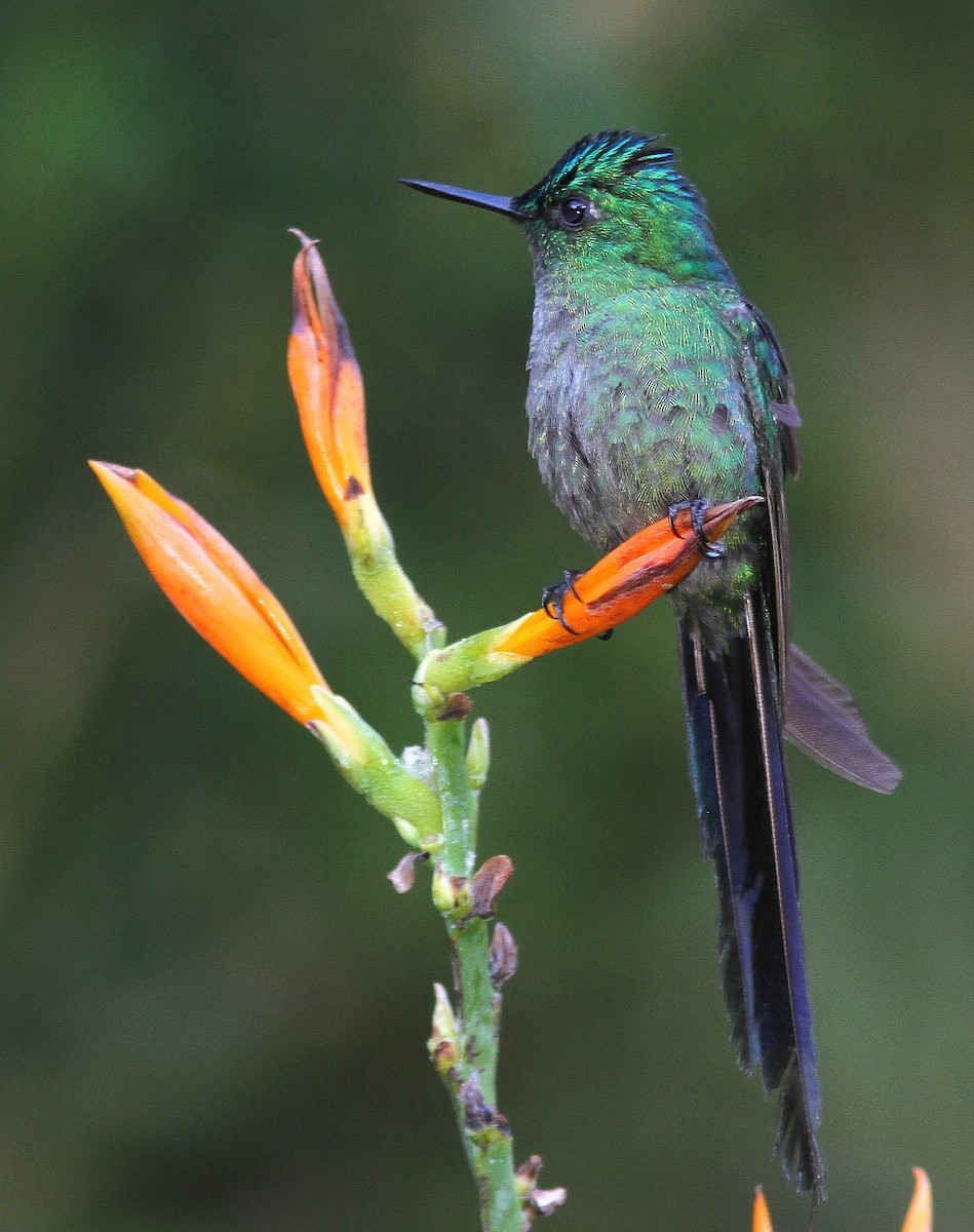 Long-tailed Sylph - ML108311721