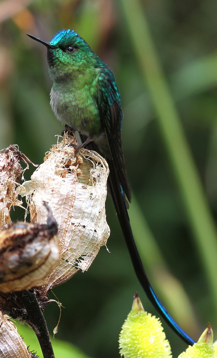 Long-tailed Sylph - ML108311761