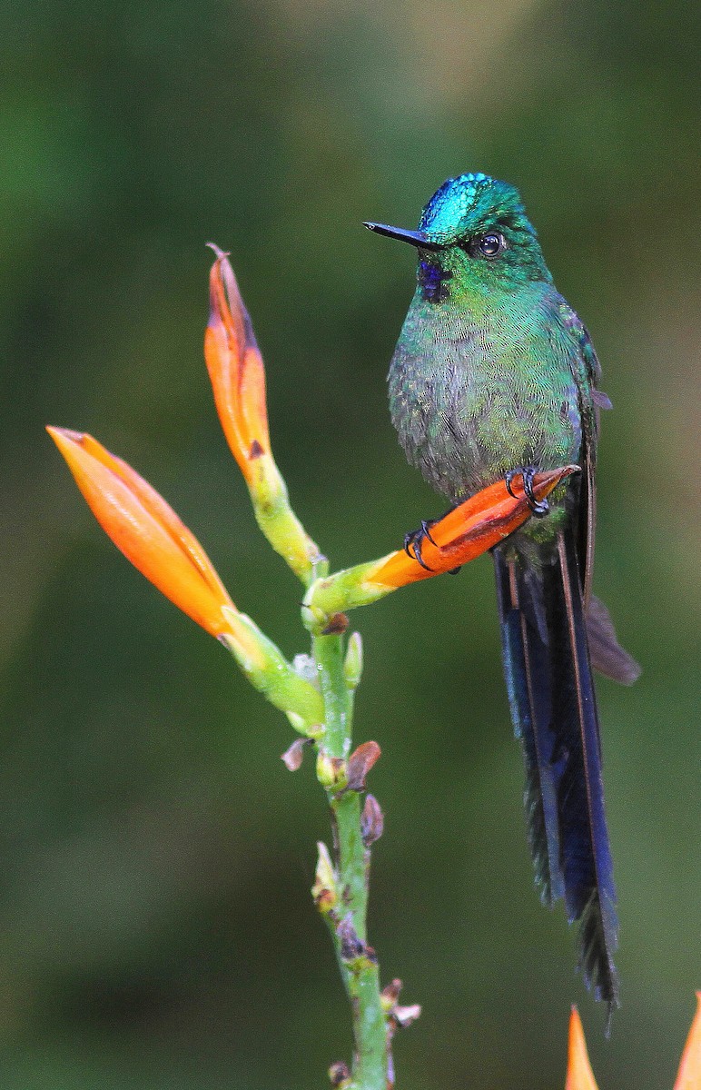 Long-tailed Sylph - ML108311771