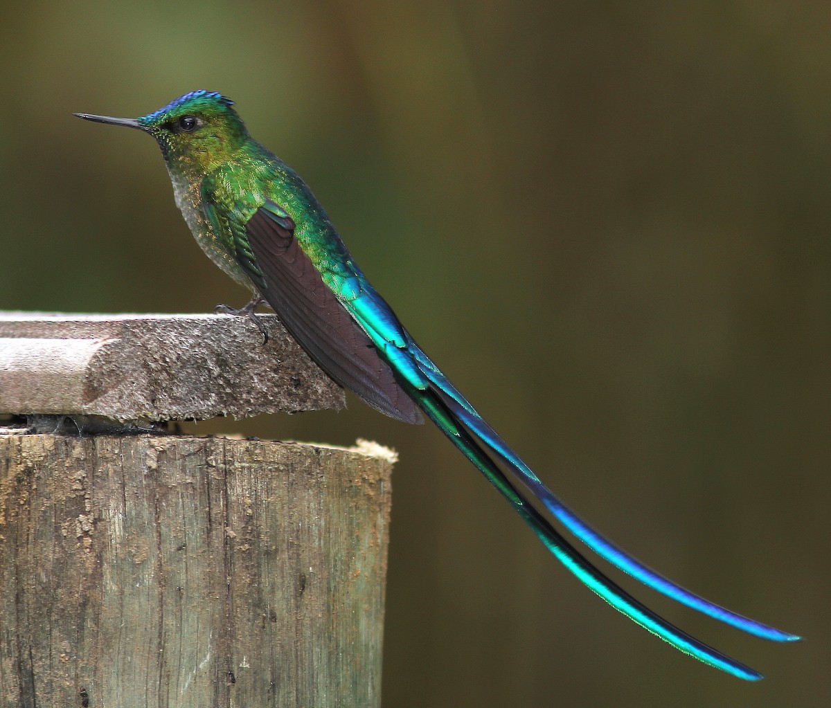 Long-tailed Sylph - ML108311791