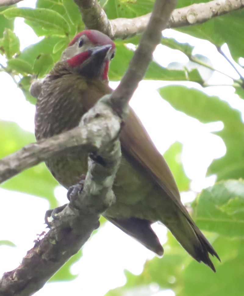 Golden-olive Woodpecker - ML108311881