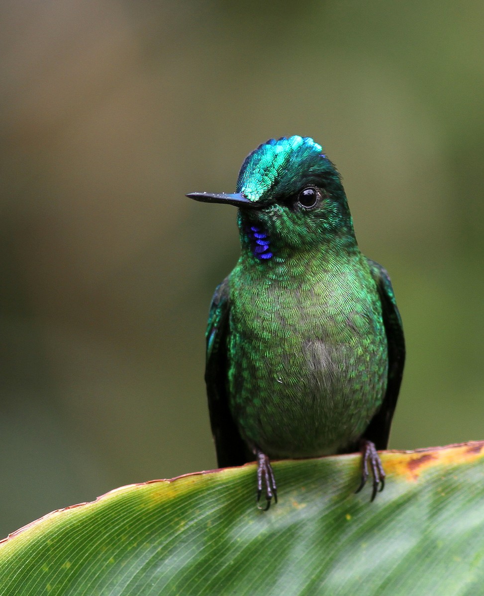 Long-tailed Sylph - ML108311931