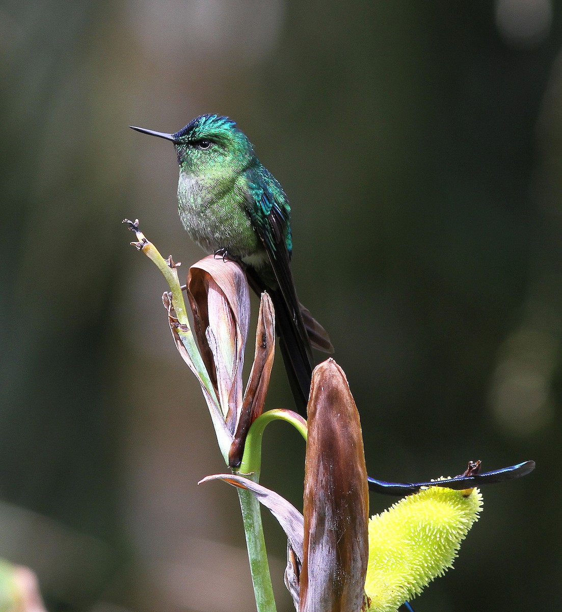 Long-tailed Sylph - ML108311961