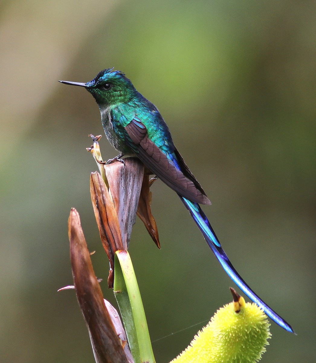 Long-tailed Sylph - ML108311971