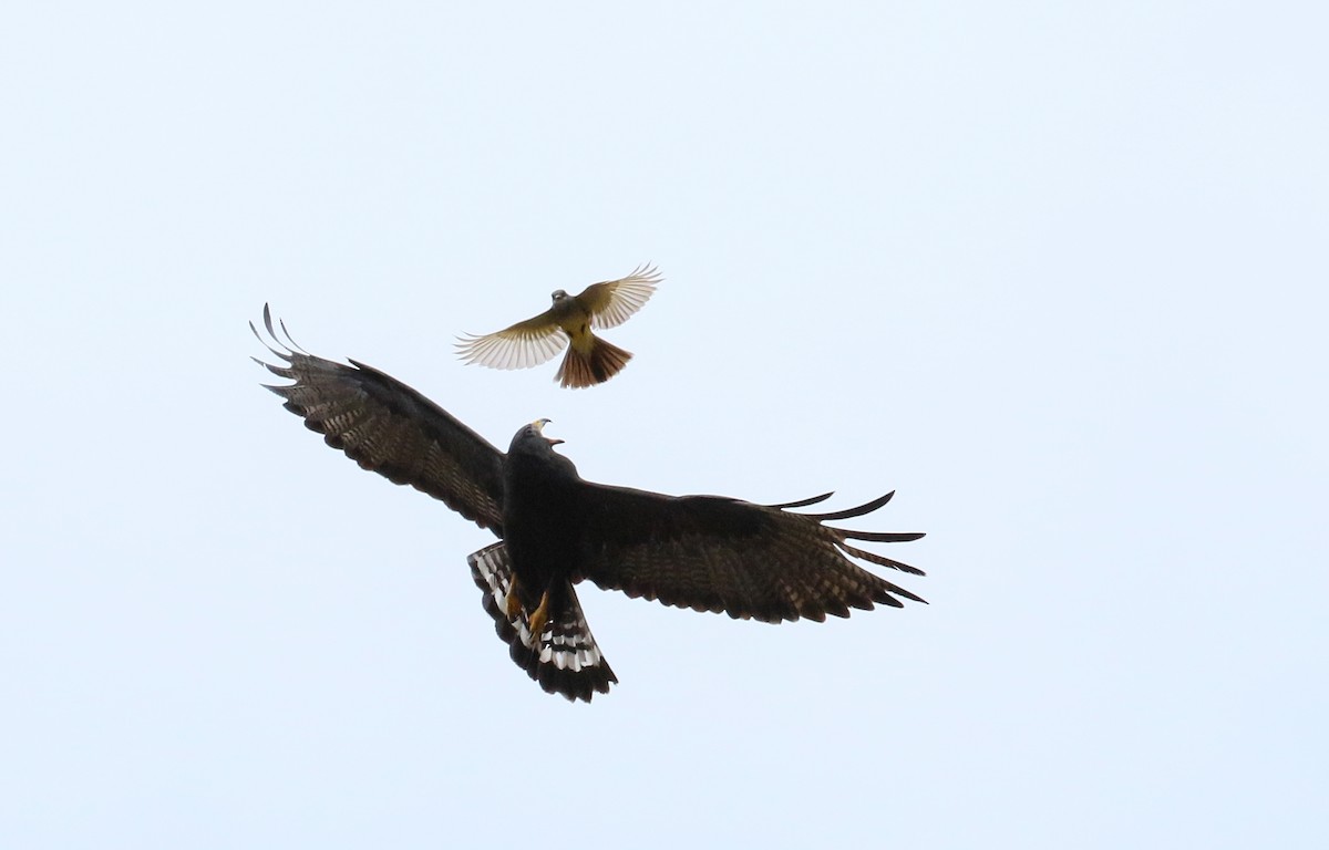 Zone-tailed Hawk - Chris McCreedy - no playbacks