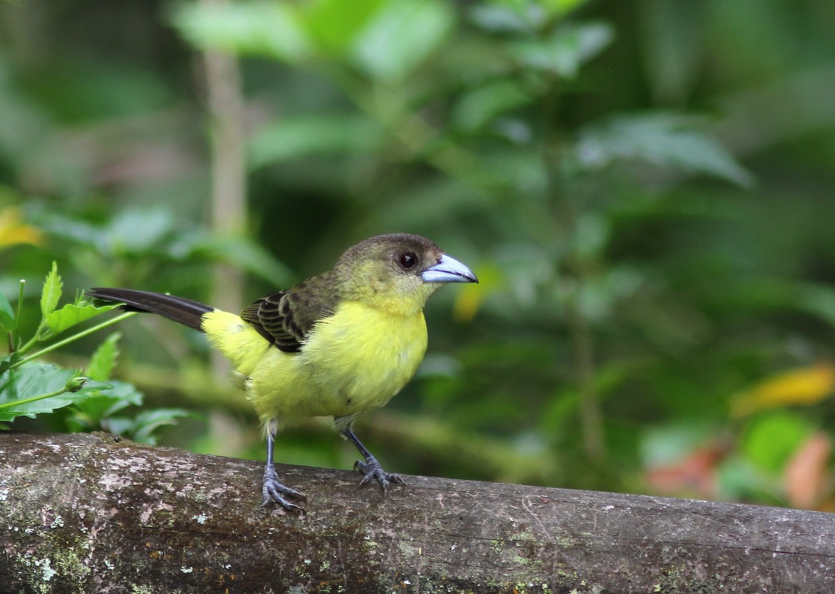 Flame-rumped Tanager - ML108312931