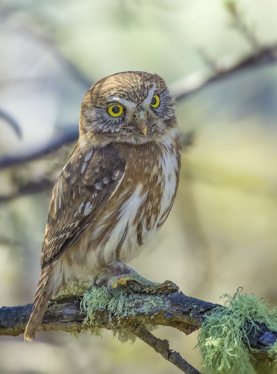 Austral Pygmy-Owl - Pio Marshall