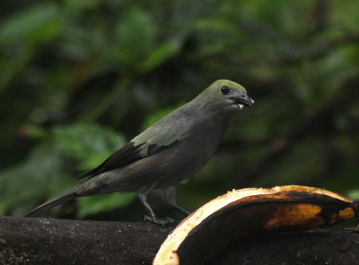 Palm Tanager - ML108315411
