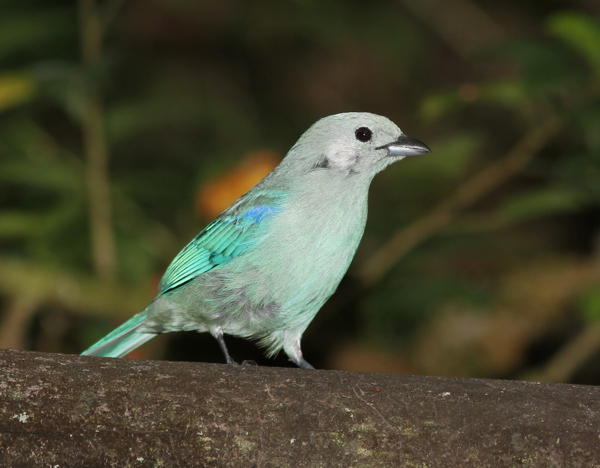 Blue-gray Tanager - ML108315631
