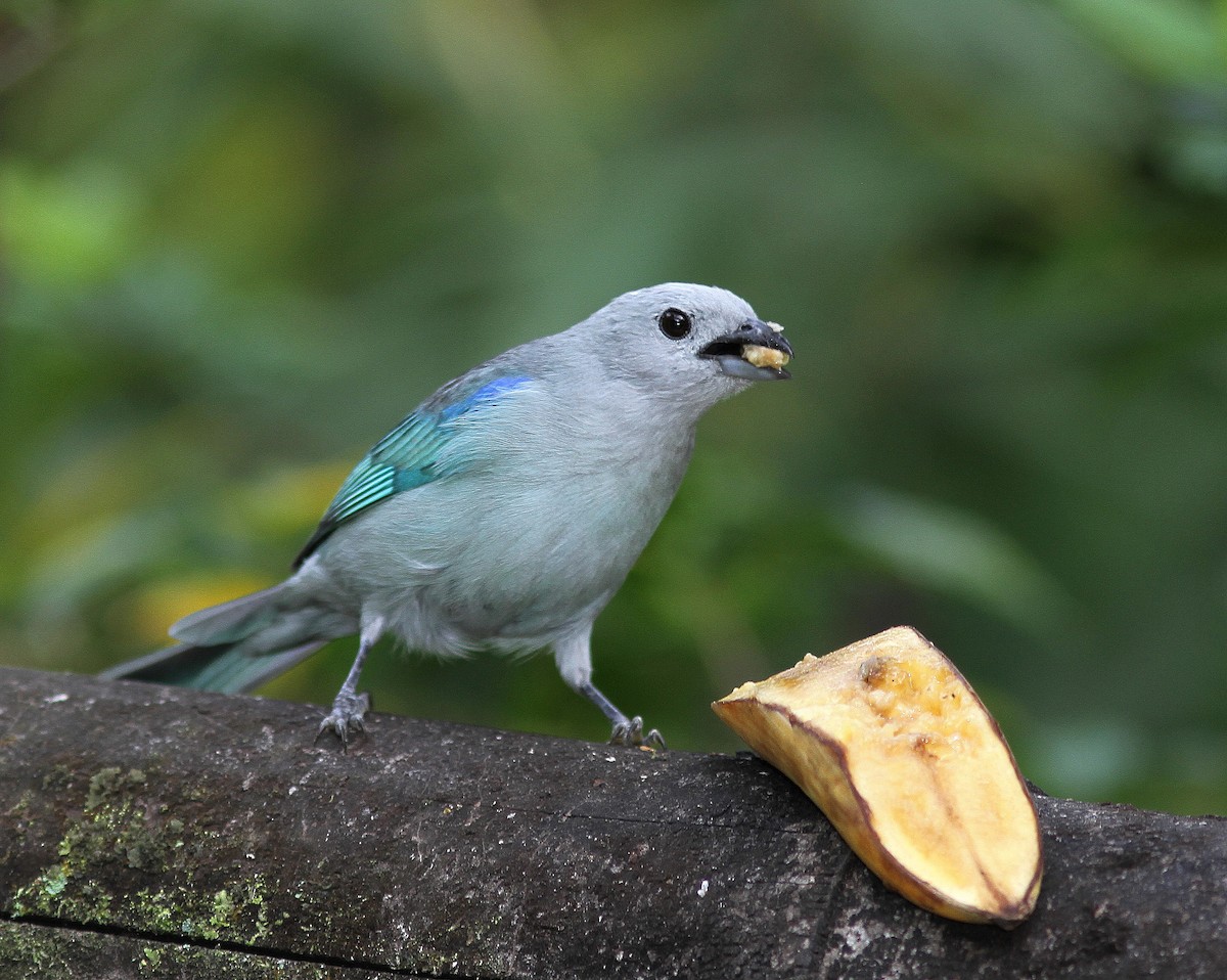 Blue-gray Tanager - ML108315671