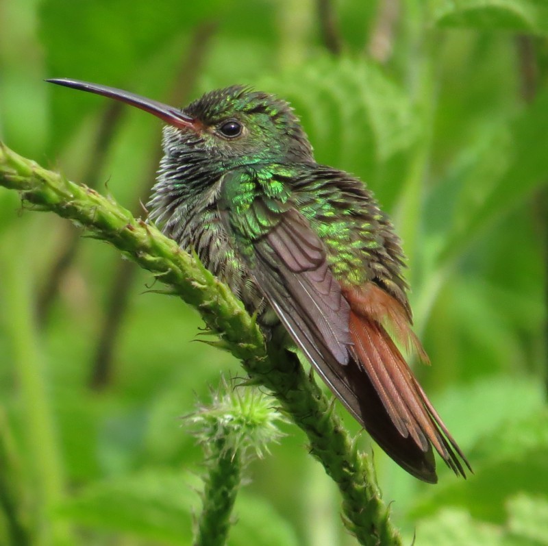 Rufous-tailed Hummingbird - ML108316821