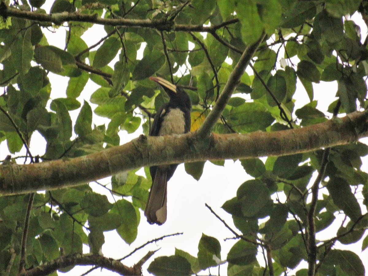 Congo Pied Hornbill - ML108320401