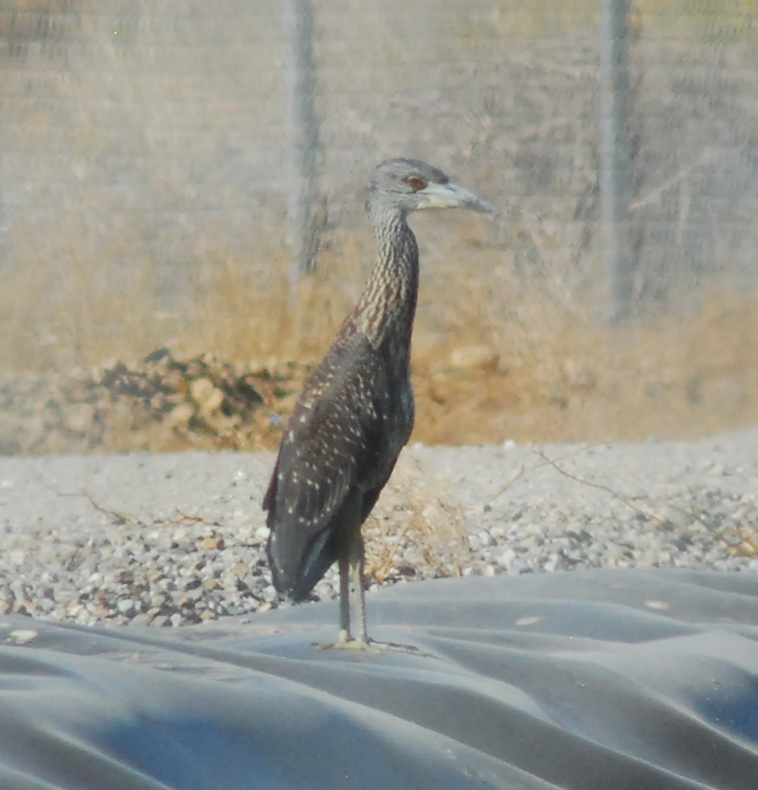 Yellow-crowned Night Heron - Anonymous