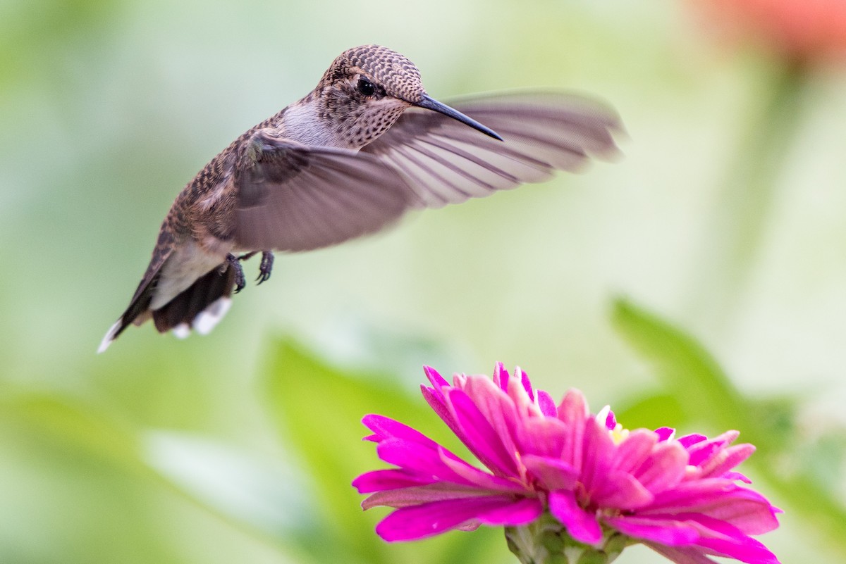 Black-chinned Hummingbird - ML108320881