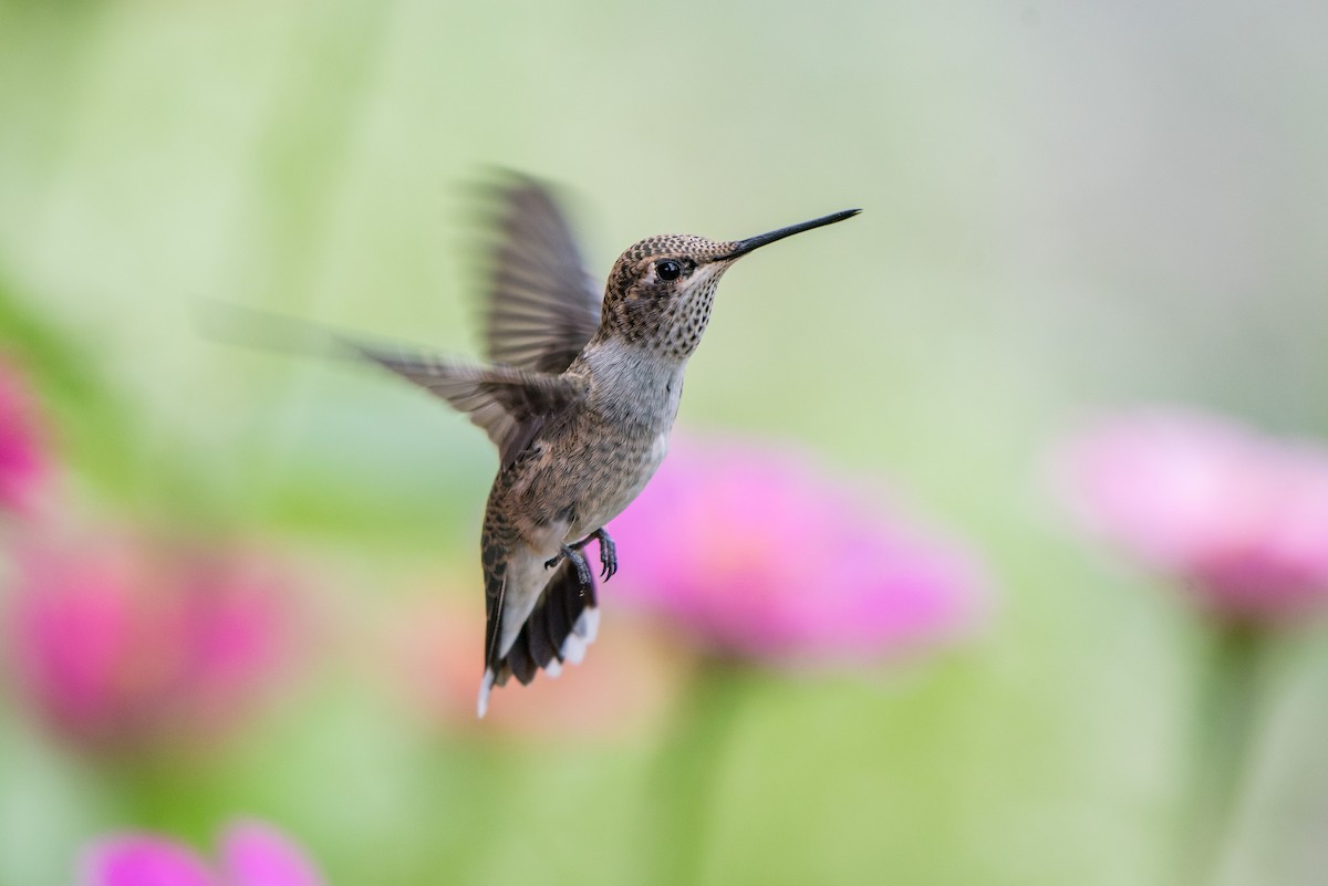Black-chinned Hummingbird - Jeff Langford