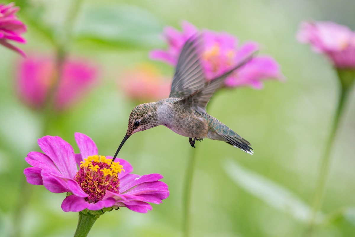 Black-chinned Hummingbird - Jeff Langford