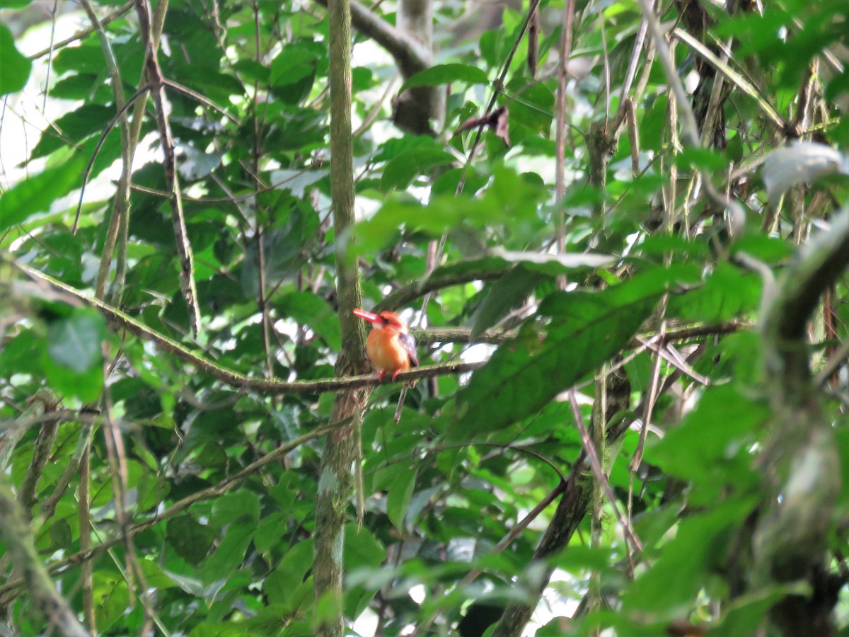 African Dwarf Kingfisher - ML108321221