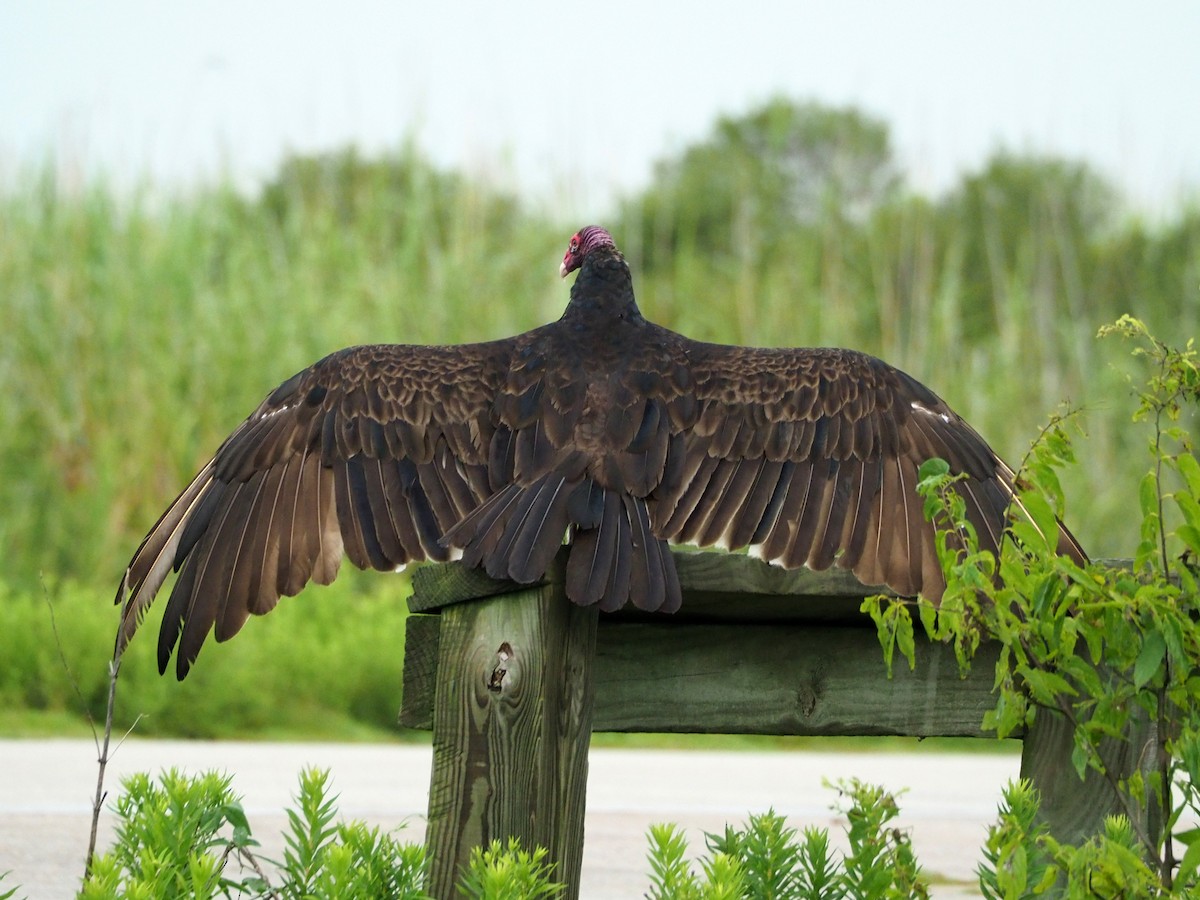 Turkey Vulture - Scott Ramos