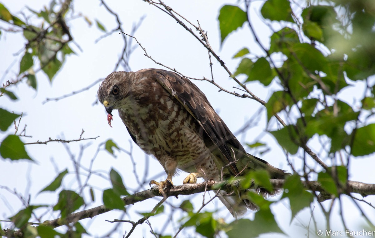 Broad-winged Hawk - Peggy Faucher
