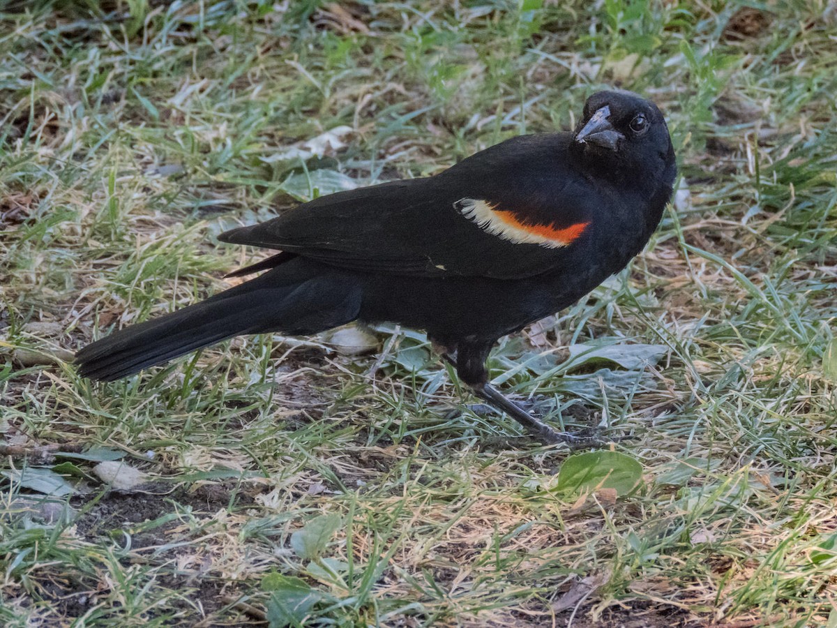 Red-winged Blackbird - ML108328351