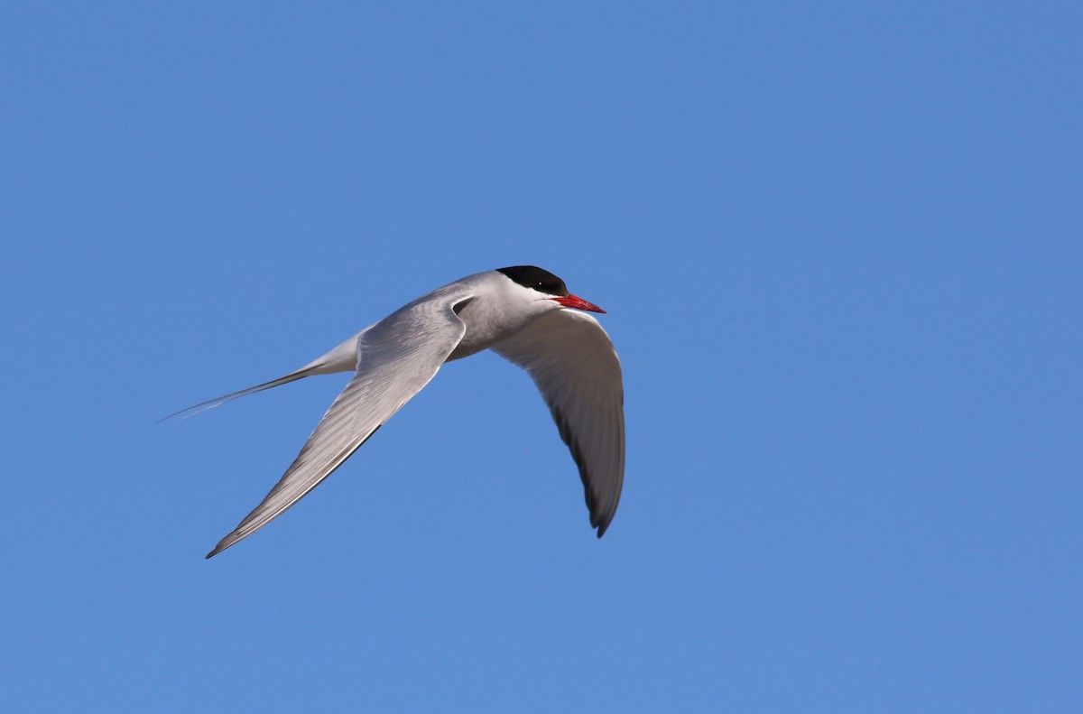 Arctic Tern - Nathan Dubrow