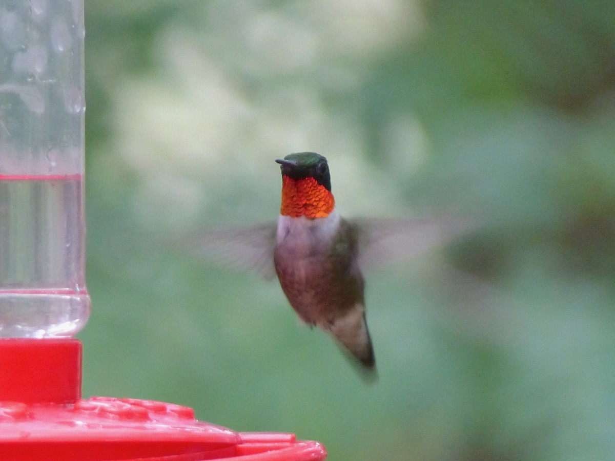 Ruby-throated Hummingbird - ML108332211