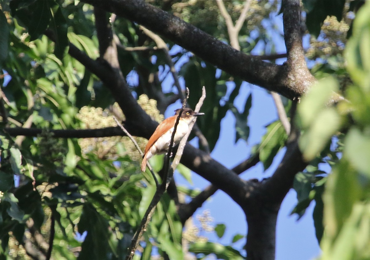 African Shrike-flycatcher - ML108337151