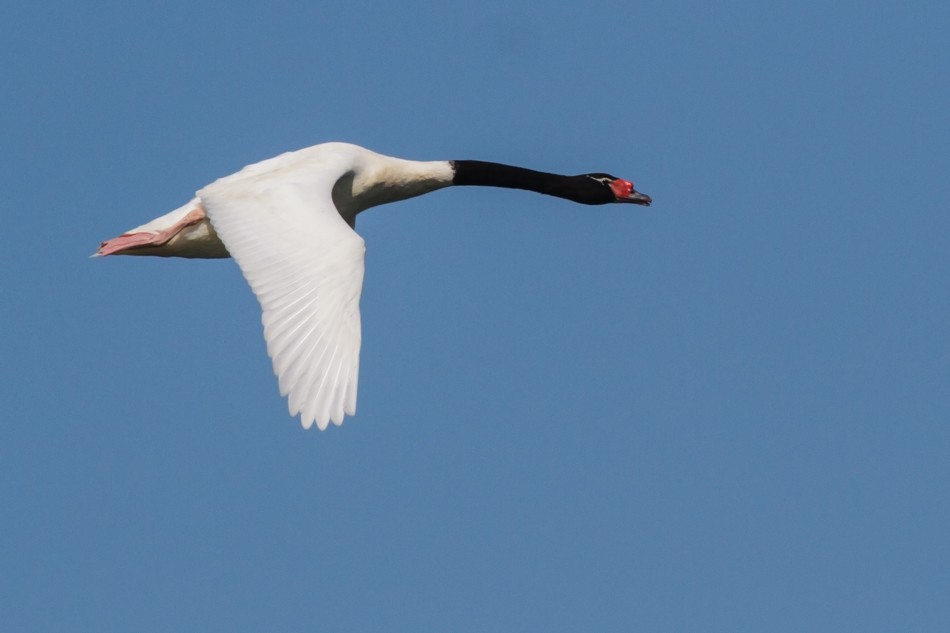 Black-necked Swan - ML108337361