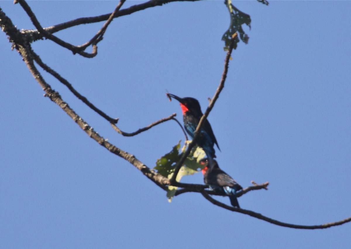 Black Bee-eater - ML108337551