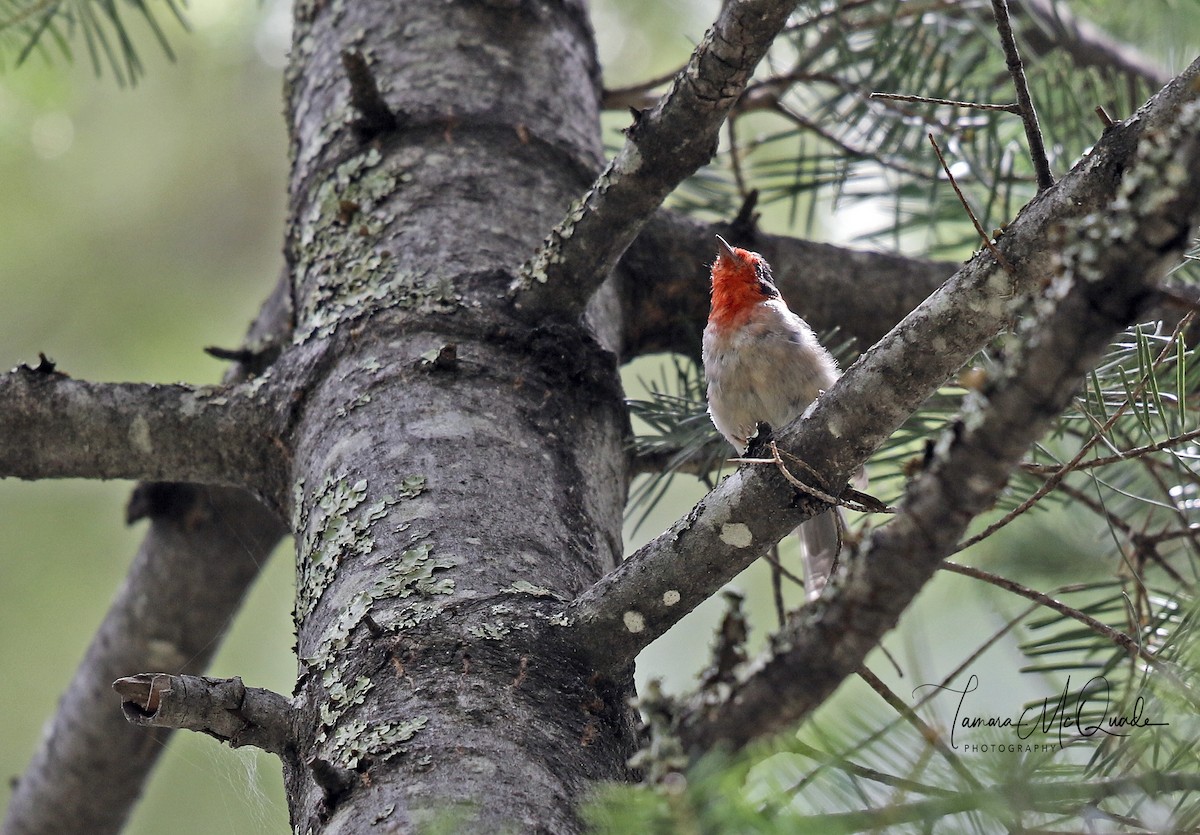 Red-faced Warbler - Tammy McQuade