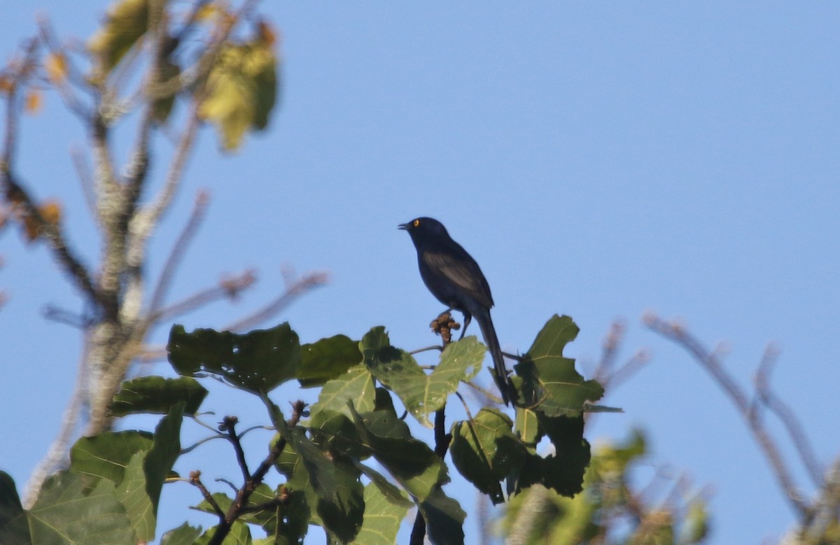 Narrow-tailed Starling - ML108338091
