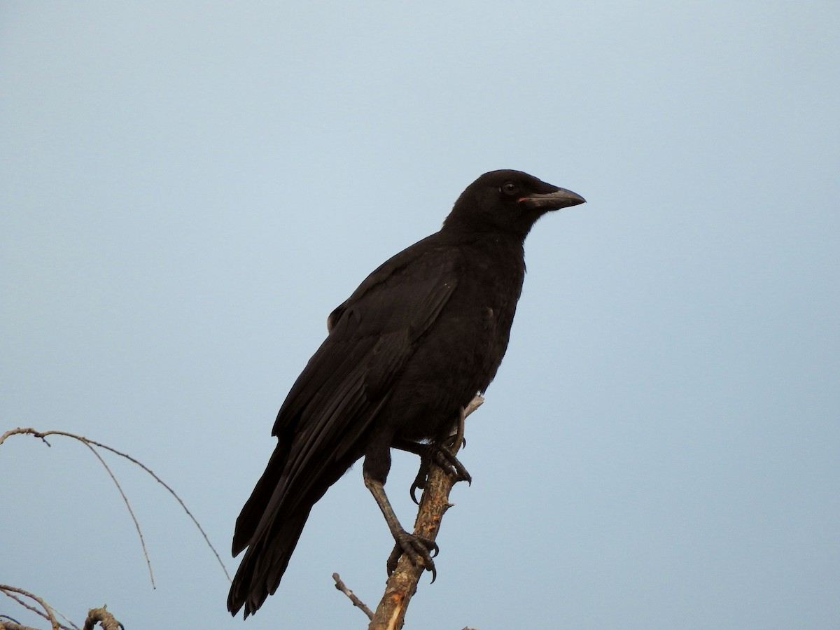 ML108338811 American Crow Macaulay Library