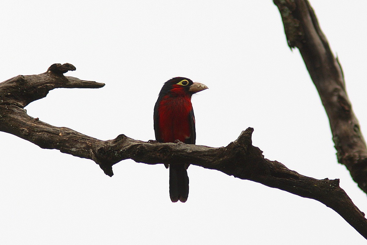 Double-toothed Barbet - ML108340771
