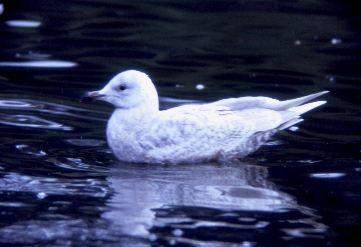 Iceland Gull (kumlieni) - Van Remsen