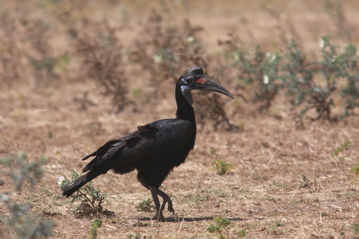 Abyssinian Ground-Hornbill - Guy Poisson