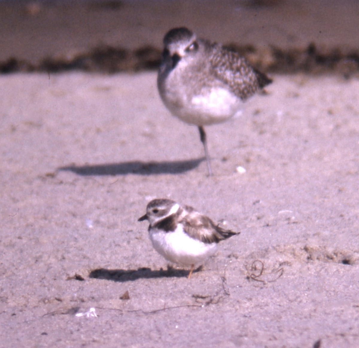 Piping Plover - ML108343831