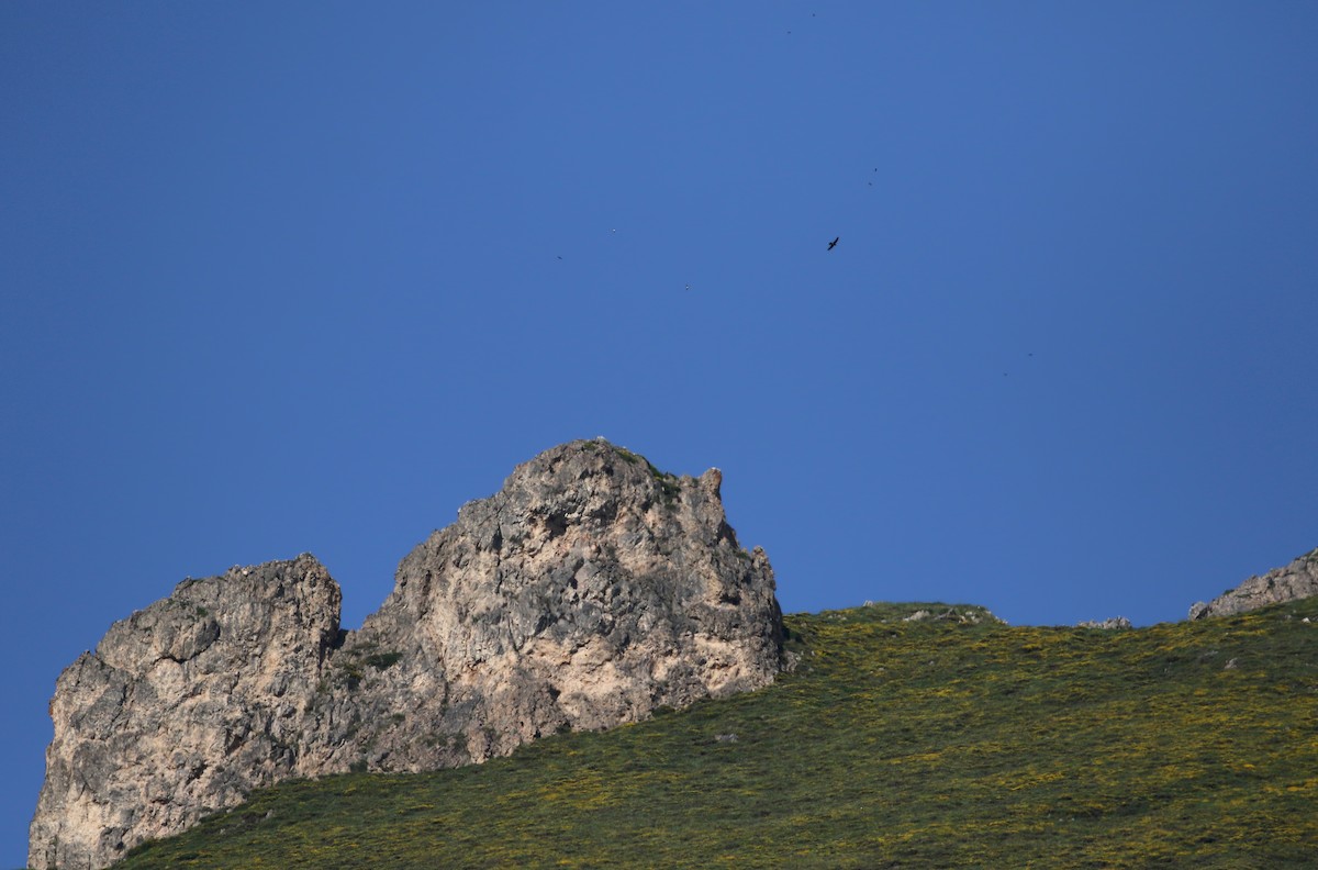 Peregrine Falcon (Mediterranean) - ML108344551