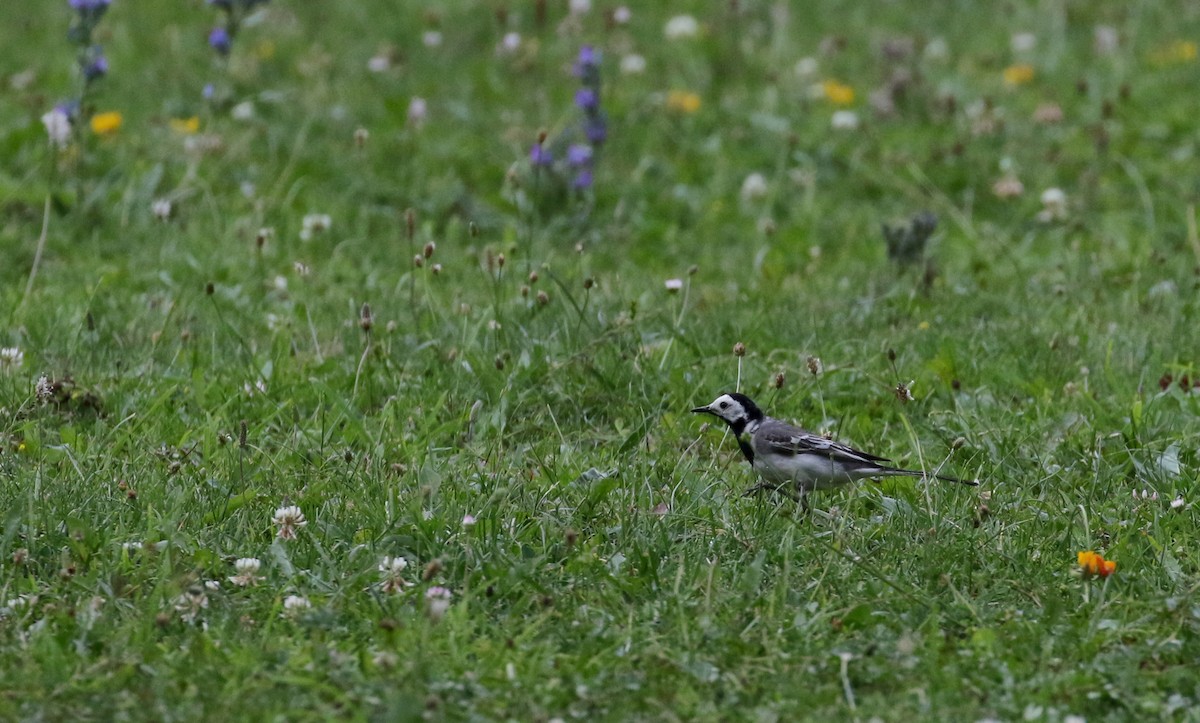 White Wagtail (White-faced) - ML108344591