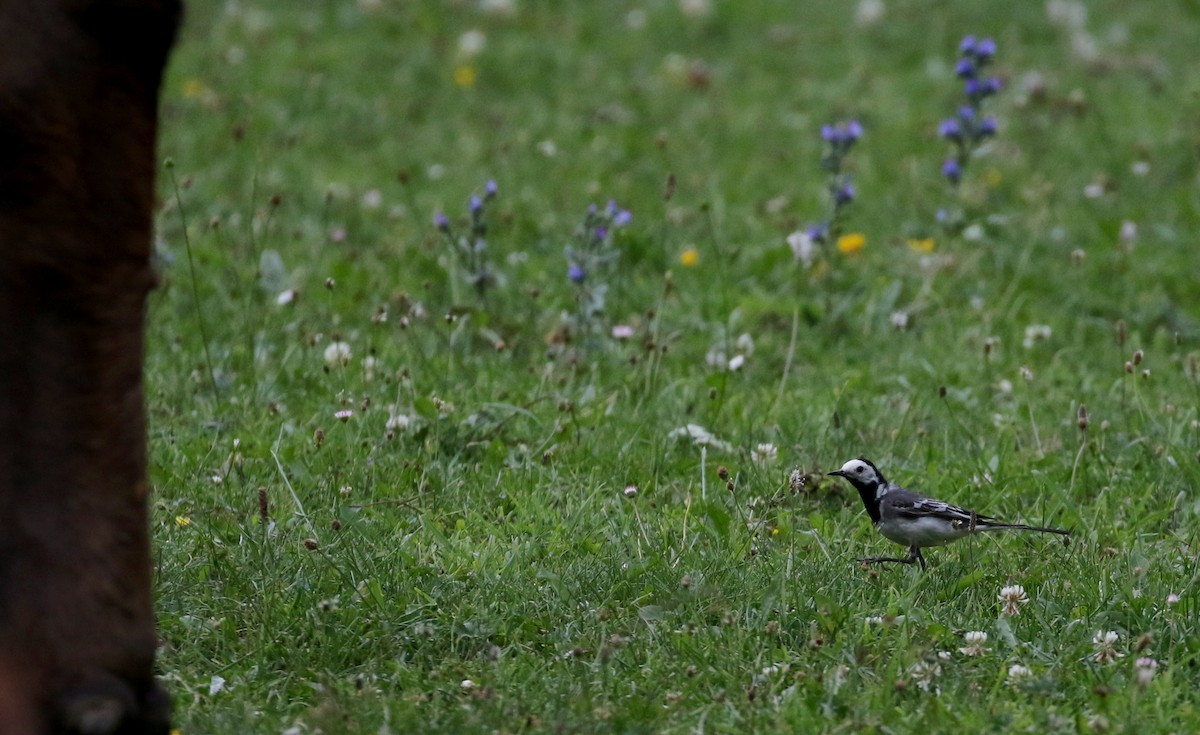 White Wagtail (White-faced) - ML108344601