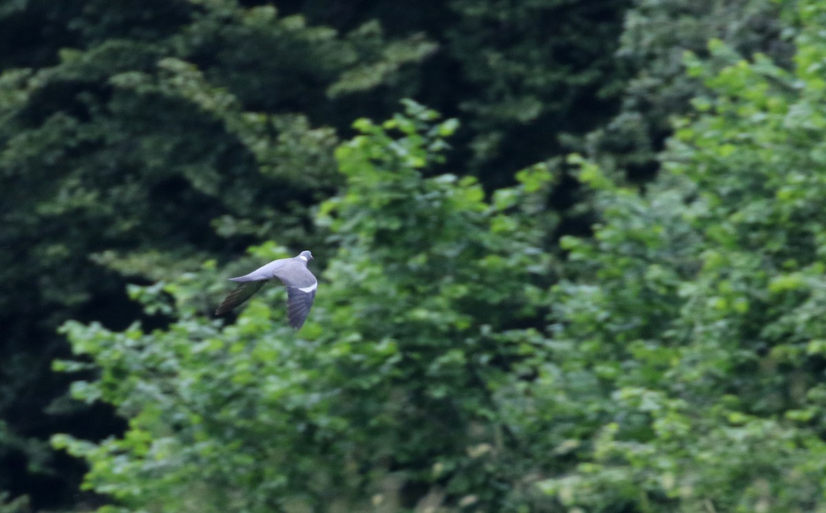 Common Wood-Pigeon (White-necked) - ML108344781