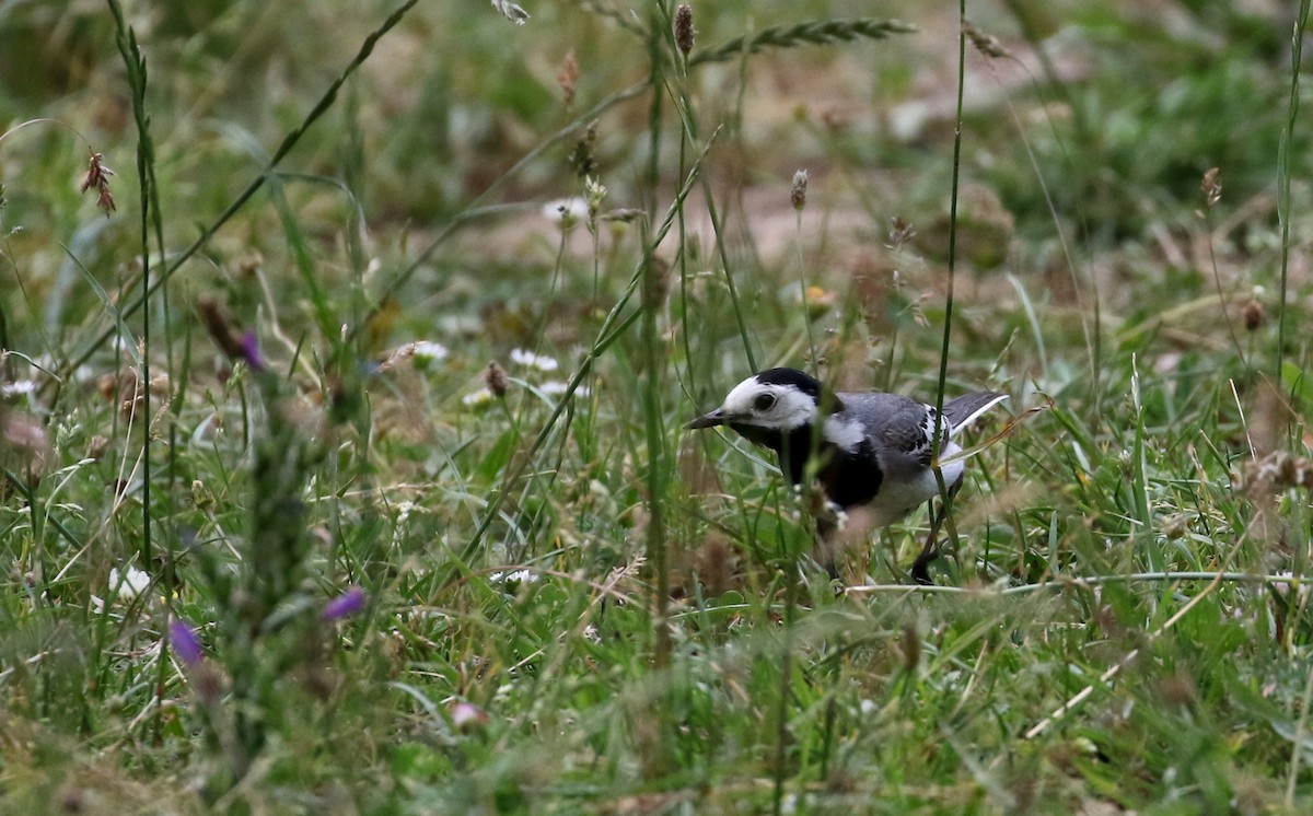 White Wagtail (White-faced) - ML108344791